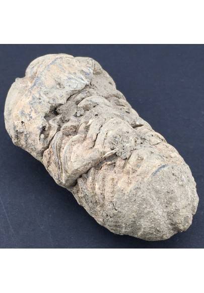 TRILOBITE FOSSILE Marocco CALYMENE TRISTANI Minerali Grezza Collezionismo-1