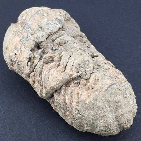 TRILOBITE FOSSILE Marocco CALYMENE TRISTANI Minerali Grezza Collezionismo-1