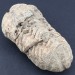 TRILOBITE FOSSILE Marocco CALYMENE TRISTANI Minerali Grezza Collezionismo-1