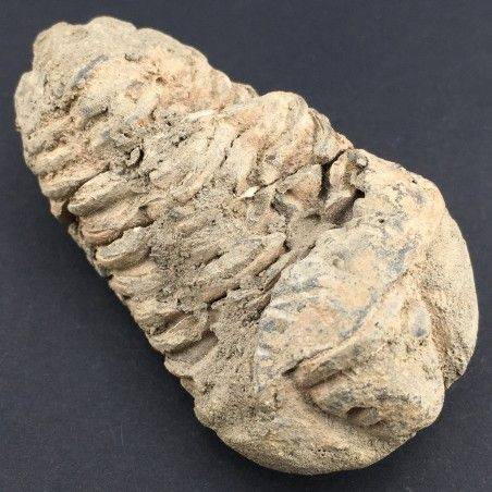 TRILOBITE FOSSILE Marocco CALYMENE TRISTANI Minerali Grezza Collezionismo-2