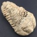 TRILOBITE FOSSILE Marocco CALYMENE TRISTANI Minerali Grezza Collezionismo-2
