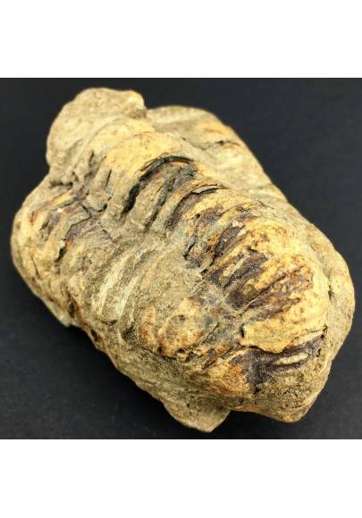 BIG TRILOBITE FOSSIL Morocco CALYMENE TRISTANI MINERALS Rough Specimen-1