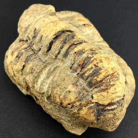 BIG TRILOBITE FOSSIL Morocco CALYMENE TRISTANI MINERALS Rough Specimen-1