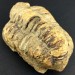 BIG TRILOBITE FOSSIL Morocco CALYMENE TRISTANI MINERALS Rough Specimen-1