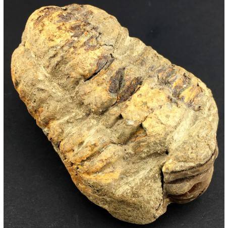 BIG TRILOBITE FOSSIL Morocco CALYMENE TRISTANI MINERALS Rough Specimen-2