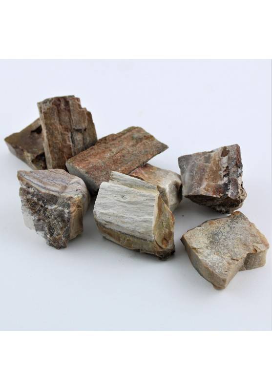 MINERALS * Big FOSSIL WOOD Polished Specimen High Quality Crystal Healing A+-1