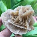 Selenite DESERT ROSE Sand Tunisia Minerals 139g 57x73mm Wonderful Reiki Chakra A+-2