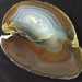 MINERALS * Beautiful Brown Carnelian Agate Slice Crystals Specimen A+-3